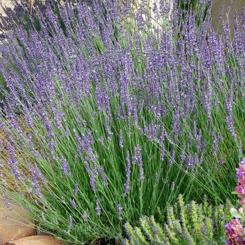 Gros Bleu French Lavender 3 Gros Bleu French Lavender