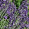 Sharon Roberts English Lavender -High Country Gardens Sales lavandula sharon roberts with bee 1 1
