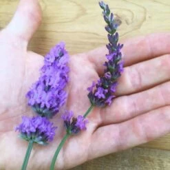 Sensational!™ Lavender -High Country Gardens Sales lavender phenomenal flower hand