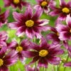 Li'l Bang™ Starstruck Coreopsis 2 Li'l Bang™ Starstruck Coreopsis -High Country Gardens Sales li l bang starstruck coreopsis pink magenta