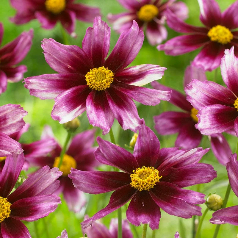 Li'l Bang™ Starstruck Coreopsis 3 Li'l Bang™ Starstruck Coreopsis