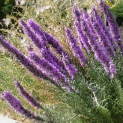 Summer Dreams Pre-Planned Garden -High Country Gardens Sales liatris punctata 2 1