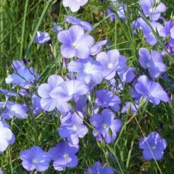 Spanish Blue Flax (Linum) -High Country Gardens Sales linum narbonense spanish blue flax 1 cropped