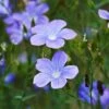 Spanish Blue Flax (Linum) 2 Spanish Blue Flax (Linum) -High Country Gardens Sales linum narbonense spanish blue flax 2 cropped