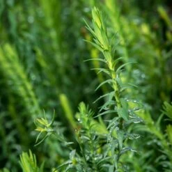 Spanish Blue Flax (Linum) -High Country Gardens Sales linum narbonense spanish blue flax foliage cropped