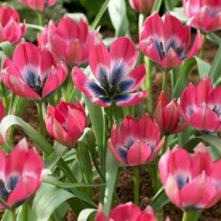 Magic Carpet Bulb Collection -High Country Gardens Sales little beauty wildflower tulip cropped