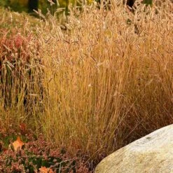 Little Prairie Native Wildflower Seed Mix -High Country Gardens Sales little prairie mix blue grama grass bouteloua gracilis
