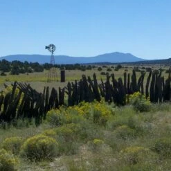 Little Prairie Native Wildflower Seed Mix -High Country Gardens Sales little prairie mix bouteloua gracilis meadow