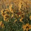 Little Prairie Native Wildflower Seed Mix 1 Little Prairie Native Wildflower Seed Mix -High Country Gardens Sales little prairie wildflowers with monarch flowers