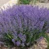 Little Trudy® Nepeta -High Country Gardens Sales little trudy nepeta bush undaunted garden 1