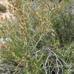Littleleaf Mountain Mahogany (Cercocarpus)
