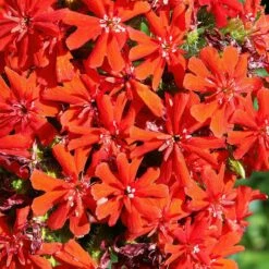 Maltese Cross (Silene) -High Country Gardens Sales lychnis chalcedonica 2
