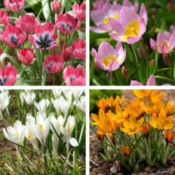 Magic Carpet Bulb Collection -High Country Gardens Sales magic carpet bulb coll 3 2 23