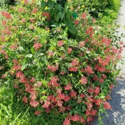 Major Wheeler Honeysuckle Vine -High Country Gardens Sales major wheeler honeysuckle vine 2 1