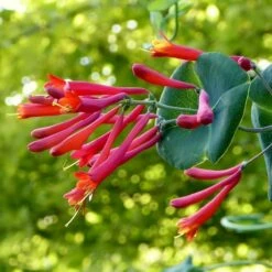 Major Wheeler Honeysuckle Vine -High Country Gardens Sales major wheeler honeysuckle vine c