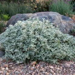 Silver Edged Horehound (Marrubium) -High Country Gardens Sales marrubium rotundifolium david winger1 plant select cropped