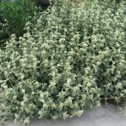 Silver Edged Horehound (Marrubium) -High Country Gardens Sales marrubium rotundifolium silver edged horehound cindy jewell 3