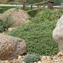 Silver Edged Horehound (Marrubium) -High Country Gardens Sales marrubium rotundifolium plant select cropped
