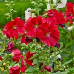 Mars Magic Single Hollyhock -High Country Gardens Sales mars magic single hollyhock alcea rosea walters garden flowers