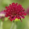 Mars Midget Pincushion Flower 2 Mars Midget Pincushion Flower -High Country Gardens Sales mars midget pincushion flower knautia macedonica