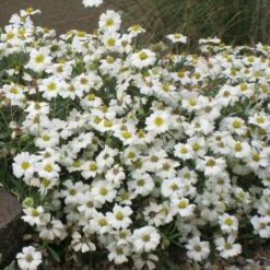 Blackfoot Daisy (Melampodium) -High Country Gardens Sales melampodium leucanthemum 82609 1