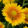 Gaillardia Collection (Blanket Flower) 1 Gaillardia Collection (Blanket Flower) -High Country Gardens Sales mesa peach gaillardia garden flower bloom 1