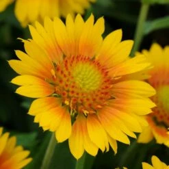 Gaillardia Collection (Blanket Flower)