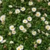 Miniature Mat Daisy (Bellium) -High Country Gardens Sales miniature mat daisy