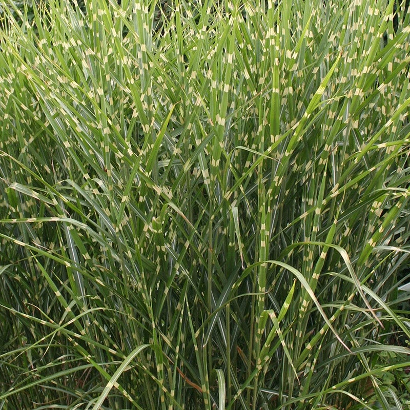 Gold Breeze Miscanthus Grass 4 Gold Breeze Miscanthus Grass - Image 2