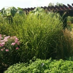 Gold Breeze Miscanthus Grass 8 Gold Breeze Miscanthus Grass -High Country Gardens Sales miscanthus gold breeze 3 cropped
