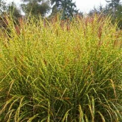 Gold Breeze Miscanthus Grass