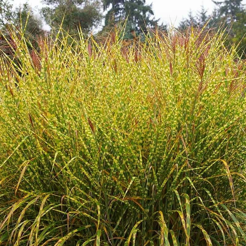 Gold Breeze Miscanthus Grass 3 Gold Breeze Miscanthus Grass