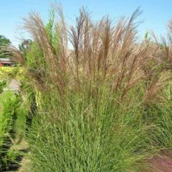 Gracillimus Miscanthus Grass 12 Gracillimus Miscanthus Grass -High Country Gardens Sales miscanthus gracillimus hni 03 cropped