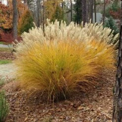 August Afternoons Pre-Planned Garden -High Country Gardens Sales miscanthus gracillimus hni cropped 5