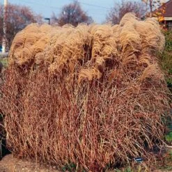 Gracillimus Miscanthus Grass 11 Gracillimus Miscanthus Grass -High Country Gardens Sales miscanthus gracillimus walters gardens cropped