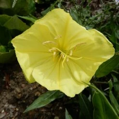Missouri Evening Primrose -High Country Gardens Sales missouri evening primrose 3