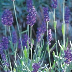 August Afternoons Pre-Planned Garden -High Country Gardens Sales mitcham gray english lavender 2
