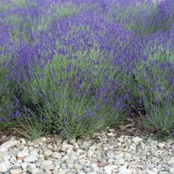 Mitcham Gray English Lavender 7 Mitcham Gray English Lavender -High Country Gardens Sales mitcham gray english lavender 1