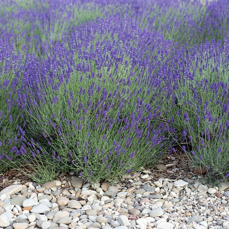 Mitcham Gray English Lavender 5 Mitcham Gray English Lavender - Image 3