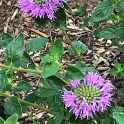 Russian River Coyote Mint (Monardella) -High Country Gardens Sales mmonardella villosa russian river david cropped