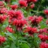 Fireball Bee Balm -High Country Gardens Sales monarda didyma cropped