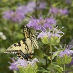 Wild Bergamot (Wichita Mountains Form) 9 Wild Bergamot (Wichita Mountains Form) -High Country Gardens Sales monarda fistulosa wild bergamot butterfly