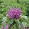 Butterfly & Bee Friendly Collection For The East & Midwest 2 Butterfly & Bee Friendly Collection For The East & Midwest -High Country Gardens Sales monarda blue stocking caption must read photo courtesy of skagit gardens 06mon1694 1