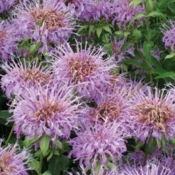 Summer Dreams Pre-Planned Garden -High Country Gardens Sales monarda fistulosa 70984 1 web 1