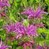 Peter's Purple Bee Balm -High Country Gardens Sales monarda peters purple 71000 web 2
