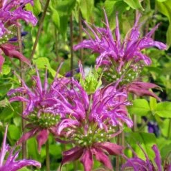 Peter's Purple Bee Balm