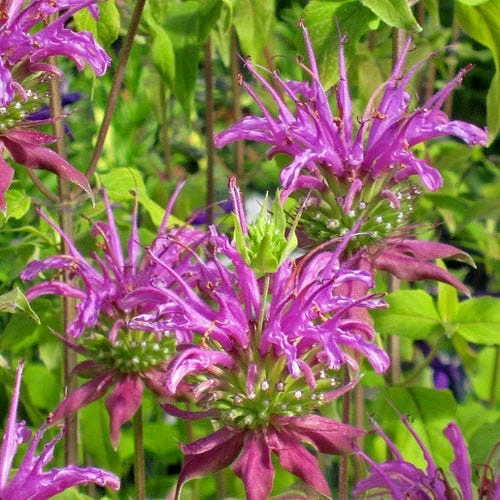 Peter's Purple Bee Balm 3 Peter's Purple Bee Balm