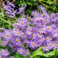 Monch Frikart's Aster -High Country Gardens Sales monch frikart s aster garden purple flowers