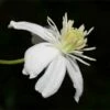 Mongolian Snowflakes (Clematis) -High Country Gardens Sales mongolian snowflakes clematis white 1