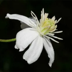 Mongolian Snowflakes (Clematis)